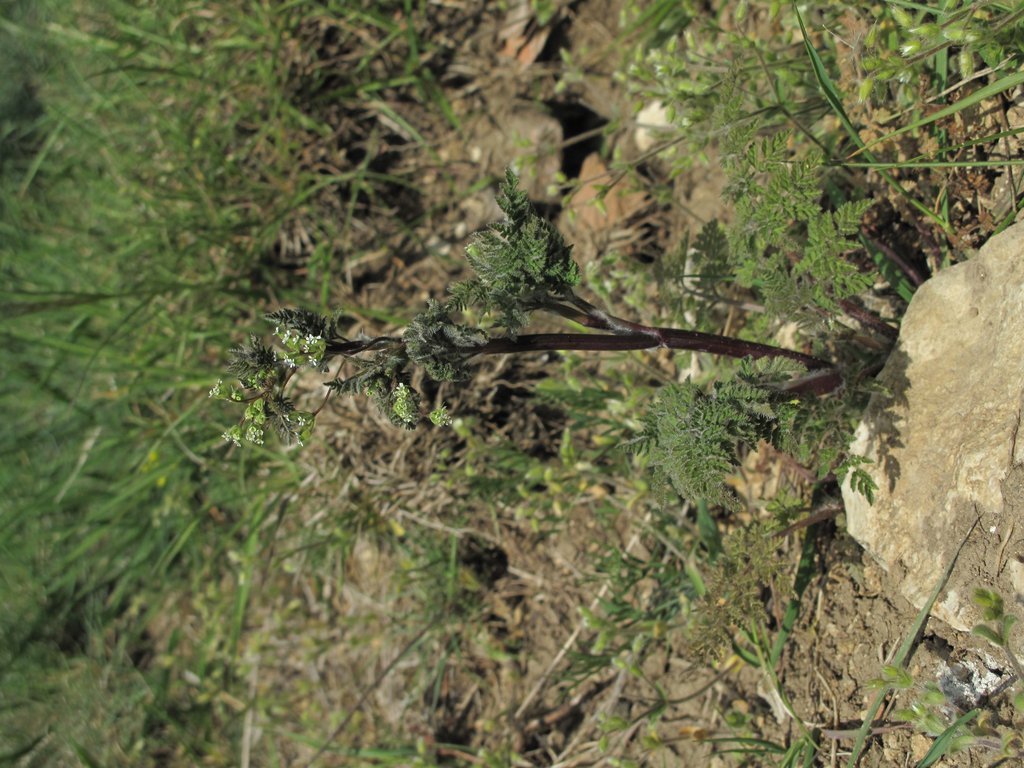 Anthriscus caucalis